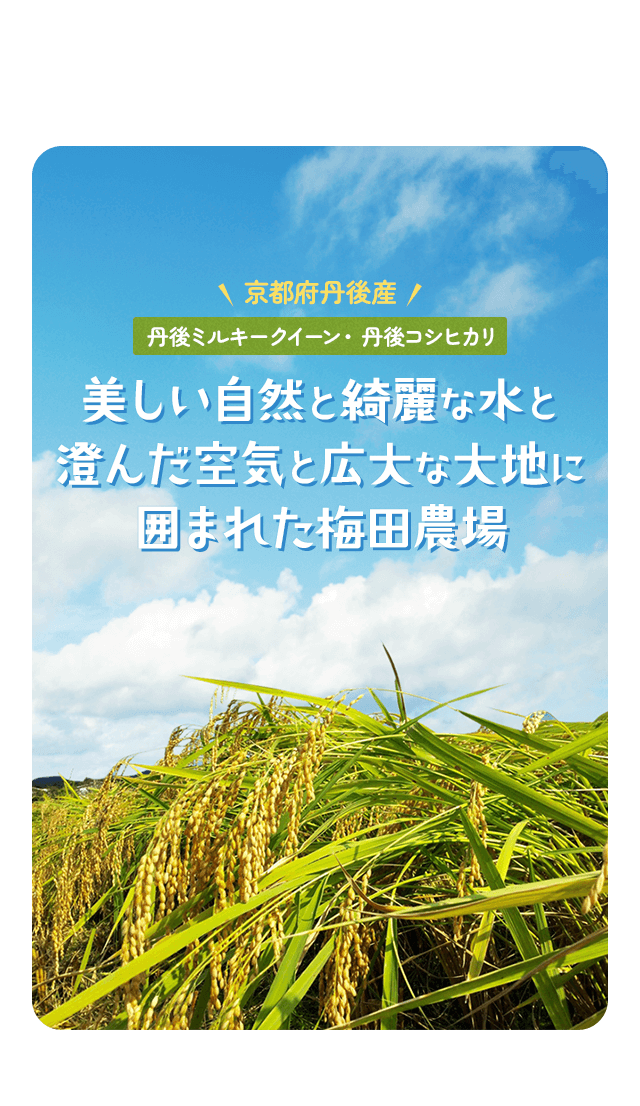 京都府丹後産丹後ミルキークイーン・丹後コシヒカリ 美しい自然と綺麗な水と澄んだ空気と広大な大地に囲まれた梅田農場