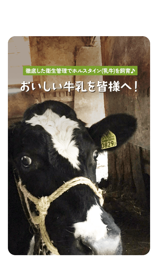 徹底した衛生管理でホルスタインを飼育♪おいしい牛乳を皆様へ！